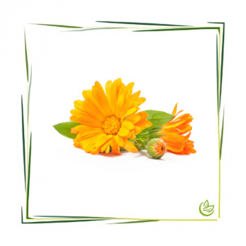 Calendula Extrakt CO2 BIO 5 kg